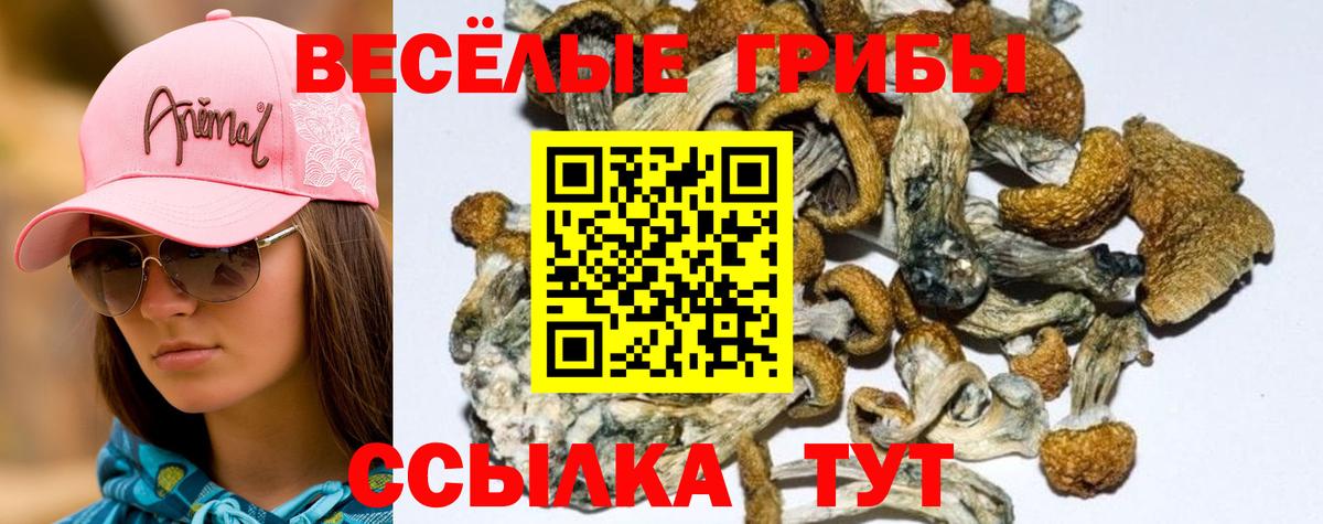 Галлюциногенные грибы Psilocybine cubensis  Вход с VPN  Галлюциногенные грибы мицелий  Дивногорск 